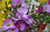 Garden Flowers Freesia photo, characteristics lilac