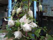 I fiori da giardino Fuchsia Caprifoglio foto, caratteristiche bianco