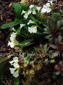 les fleurs du jardin Haberlea photo, les caractéristiques blanc