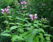 I fiori da giardino Turtlehead Rosso, Viola Turtlehead, Chelone foto, caratteristiche rosa