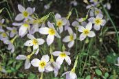 Gartenblumen Alpen Bluets, Berg Bluets, Quäker Damen, Houstonia foto, Merkmale weiß