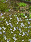Gartenblumen Alpen Bluets, Berg Bluets, Quäker Damen, Houstonia foto, Merkmale hellblau