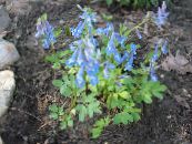 Gartenblumen Lerchensporn, Corydalis foto, Merkmale hellblau