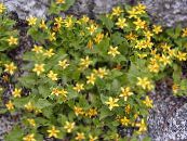 Gartenblumen Goldenstar, Grün-Gold, Chrysogonum foto, Merkmale gelb