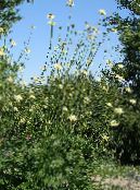Gartenblumen Riesen-Witwenblume, Cephalaria foto, Merkmale weiß