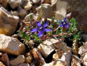 les fleurs du jardin Cyananthus photo, les caractéristiques bleu