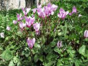 les fleurs du jardin Semer Pain, Cyclamen Hardy photo, les caractéristiques lilas