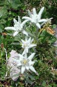 les fleurs du jardin Edelweiss, Leontopodium photo, les caractéristiques blanc