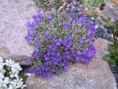Gartenblumen Silbernen Zwergglockenblume, Edraianthus foto, Merkmale blau