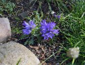 Gartenblumen Silbernen Zwergglockenblume, Edraianthus foto, Merkmale hellblau