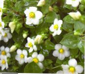I fiori da giardino Viola Persiano, Viola Tedesco, Exacum affine foto, caratteristiche bianco