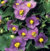 Gartenblumen Persisch Violett, Deutsch Violett, Exacum affine foto, Merkmale lila