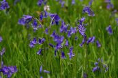 I fiori da giardino Bluebell Spagnolo, Giacinto Di Legno, Endymion hispanicus, Hyacinthoides hispanica foto, caratteristiche blu