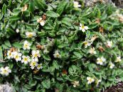 I fiori da giardino Artico Dimenticare-Me-Not, Alpino Dimenticare-Me-Not, Eritrichium foto, caratteristiche bianco