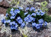 I fiori da giardino Artico Dimenticare-Me-Not, Alpino Dimenticare-Me-Not, Eritrichium foto, caratteristiche azzurro