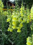 les fleurs du jardin Snapdragon, Museau De Belette, Antirrhinum photo, les caractéristiques jaune