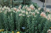 I fiori da giardino Snapdragon, Muso Di Faina, Antirrhinum foto, caratteristiche rosa