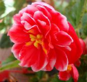 les fleurs du jardin Gentiane, Lisianthus, Jacinthe Texas, Eustoma photo, les caractéristiques rouge