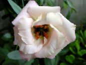 Gartenblumen Prärieenzian, Lisianthus, Texas Bluebell, Eustoma foto, Merkmale weiß