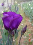 I fiori da giardino Prateria Genziana, Lisianthus, Campanula Texas, Eustoma foto, caratteristiche porpora