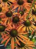 Gartenblumen Sonnenhut, Östlichen Sonnenhut, Echinacea foto, Merkmale orange