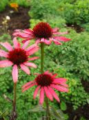 I fiori da giardino Echinacea, Echinacea Orientale foto, caratteristiche rosso
