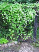 Gartenblumen Wilde Balsam-Apfel, Wilde Gurken, Echinocystis foto, Merkmale weiß