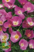 Gartenblumen Kalifornischer Mohn, Eschscholzia californica foto, Merkmale flieder