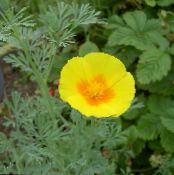 les fleurs du jardin Pavot De Californie, Eschscholzia californica photo, les caractéristiques jaune