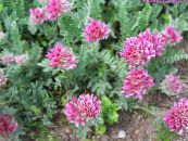 I fiori da giardino Antillide, Le Dita Della Signora, Anthyllis foto, caratteristiche rosa