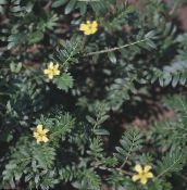 I fiori da giardino Puncturevine, Caltrop, Testa Di Capra, Scazzone, Croce Maltese, Tribulus foto, caratteristiche giallo