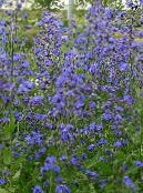 I fiori da giardino Bugloss Italiano, Alkanet Italiano, Estate Dimenticare-Me-Not, Anchusa foto, caratteristiche blu