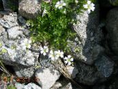 les fleurs du jardin La Neige En Été, Cerastium photo, les caractéristiques blanc