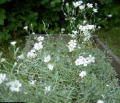 Garden Flowers Snow-in-summer, Cerastium photo, characteristics white