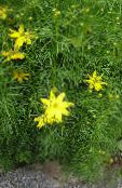 les fleurs du jardin Tickseed, Coreopsis photo, les caractéristiques jaune