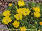 Gartenblumen Hardy Mittagsblume, Delosperma foto, Merkmale gelb