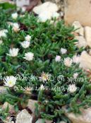I fiori da giardino Impianto Di Ghiaccio Hardy, Delosperma foto, caratteristiche bianco