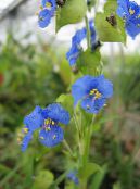 Gartenblumen Blume, Spider, Witwen Tränen, Commelina foto, Merkmale blau