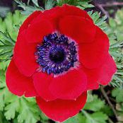 Gartenblumen Krone Windfower, Griechisch Windröschen, Anemone Mohn, Anemone coronaria foto, Merkmale rot
