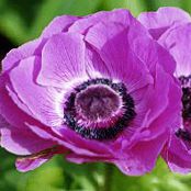  Crown Windfower, Grecian Windflower, Poppy Anemone, Anemone coronaria photo, characteristics lilac