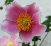I fiori da giardino Corona Windfower, Windflower Grecian, Papavero Anemone, Anemone coronaria foto, caratteristiche rosa