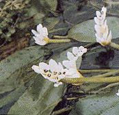 Garden Flowers Water hawthorn, Aponogeton distachyos photo, characteristics white