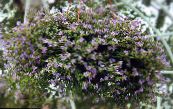 les fleurs du jardin Bacopa (Sutera) photo, les caractéristiques lilas