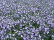 les fleurs du jardin Bacopa (Sutera) photo, les caractéristiques bleu ciel