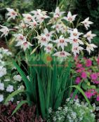 Garden Flowers Abyssinian Gladiolus, Peacock Orchid, Fragrant Gladiolus, Sword Lily, Acidanthera bicolor murielae, Gladiolus murielae photo, characteristics white
