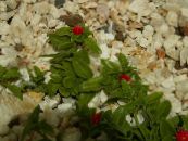 Gartenblumen Baby Sunrose, Heartleaf Mittagsblume, Aptenia foto, Merkmale rot