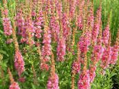 les fleurs du jardin Salicaire Pourpre, La Baguette Salicaire, Lythrum virgatum photo, les caractéristiques rose