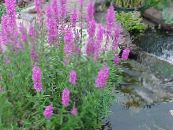 les fleurs du jardin Salicaire Pourpre, La Baguette Salicaire, Lythrum virgatum photo, les caractéristiques lilas
