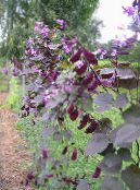 les fleurs du jardin Rubis Lueur Lablab, Dolichos lablab, Lablab purpureus photo, les caractéristiques lilas