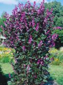 Gartenblumen Rubin Schein Hyazinthe-Bohne, Dolichos lablab, Lablab purpureus foto, Merkmale flieder